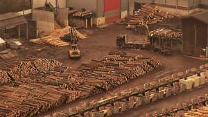 Cine-i crede? Holzindustrie Schweighofer anunță că luptă împotriva tăierilor ilegale de păduri