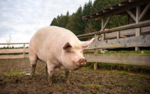 Bătrână din Constanța ucisă de porcul din gospodărie: animalul i-a mâncat mâna