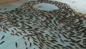 Imagini macabre. Mii de pești lăsați să moară înghețați la un patinoar din Japonia