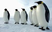„Pompeiul” pinguinilor. Extraordinara descoperire de pe Insula Ardley, din Antarctica