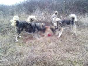 Distracție bolnavă: doi tineri ciobani din Bistrița își pun câinii de la stână să omoare celelalte animale din sat