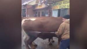 VIDEO. INCREDIBIL! Un băcăuan și-a dus vacile la spălătoria auto SĂ LE SPELE