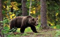 Ordonanța care permite împușcarea urșilor a fost adoptată de Senat