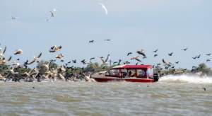 Imagini revoltătoare în Delta Dunării: o  şalupă, fotografiată intrând în forţă într-o colonie de pelicani