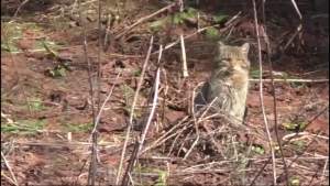 Imagini rare. O pisică sălbatică a fost filmată în pădurile din Munții Călimani, în timp ce se bucura de razele soarelui (VIDEO)