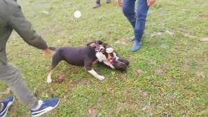 Tânăr din Gorj, reținut după ce a fost acuzat că organiza lupte ilegale între câini