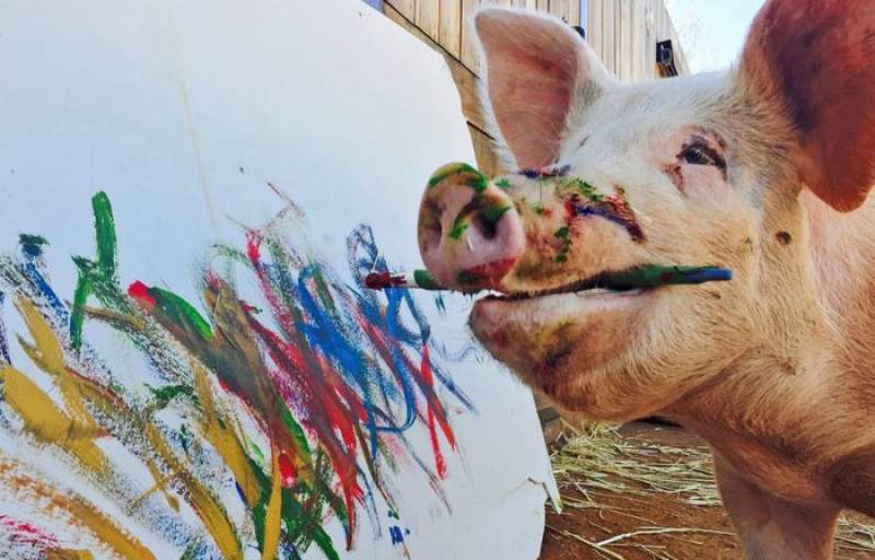 Asta-i chiar culmea: un porc s-a apucat de pictat! Talentul l-a scăpat de cuțitul măcelarului