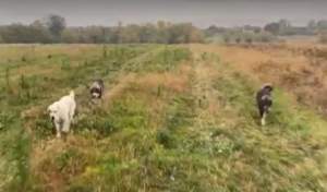 Un vânător a împușcat câinii unui fermier din Bihor care-și însoțiseră stăpânul pe câmp, la arat