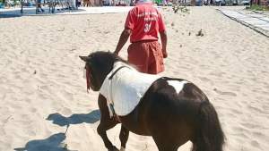 Doi ponei care erau închiriați turiștilor din Mamaia, confiscați de Poliția Locală