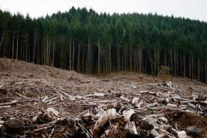 Analiză: România pierde în fiecare oră peste 3 hectare de pădure. Nivel record de 2,5 miliarde de euro în afacerile cu lemn
