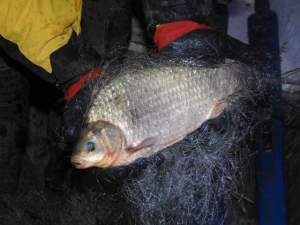 Pești eliberați din plasele braconierilor