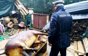 Patru români riscă închisoarea în Italia pentru că au tăiat un porc în curtea casei