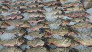 Pește „otrăvit” în magazinele românești: 16 membri ai rețelei au fost reținuți. 30 de tone de pește, confiscate (VIDEO)