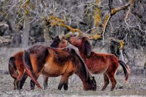 Asociația ARCA reclamă dispariția a circa 200 de cai sălbăticiți din Delta Dunării
