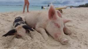Renumiții porci înotători din Bahamas, găsiți morți în condiții misterioase
