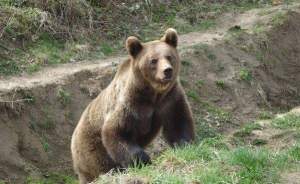 Doi copii, atacați de o ursoaică la o stână din Sibiu. Unul dintre ei a ajuns la spital