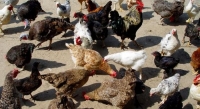Genocid. 20.000 de găini moarte într-un incendiu, îngropate la marginea unei ferme din Alba. Garda de Mediu s-a sesizat