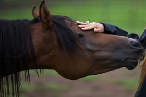 Studiu: Calul înţelege mai bine dacă i se vorbeşte ca unui bebeluş
