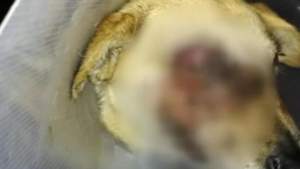 Bestii cu chip de om: cățelușă mutilată după ce un individ i-a băgat o petardă în gură