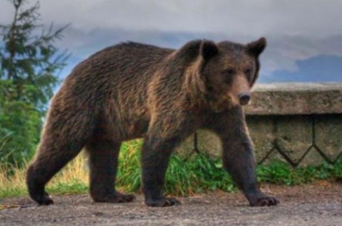 Adevărul din spatele poveștii ursului împușcat în Sibiu: ”Autoritățile l-au fugărit cu girofare, cu urlete și răcnete” (FOTO)