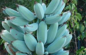 Blue Java: bananele albastru-deschis cu gust de îngheţată de vanilie (VIDEO)