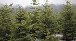 Romsilva oferă spre vânzare, în acest sezon, circa 34.000 pomi de Crăciun