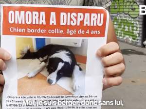 Român condamnat la închisoare cu executare în Franța, după ce a furat un câine din fața unui magazin din Paris