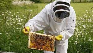 Ajutoare de 50 de milioane de lei pentru apicultorii afectați de vremea rea