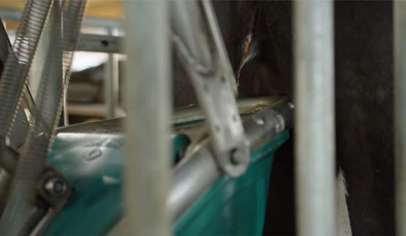 Un olandez „învaţă&quot; vacile să folosească pisoare: evită gazele poluante. Cum arată „closetul” bovinelor (VIDEO)