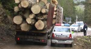 Ţibana: Măcelarii de păduri au tăiat 30.802 copaci