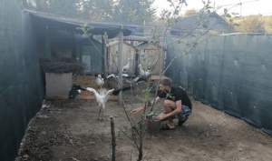 Zeci de berze care nu au reușit să migreze spre țările calde, îngrijite de voluntarii din Botoșani