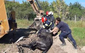 Cal salvat de pompieri cu excavatorul, după ce a căzut într-o fântână dintr-o comună ieșeană