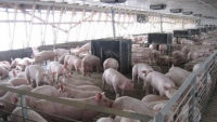 Alertă de pestă porcină africană în România. A fost convocat Comitetul Naţional pentru Situaţii Speciale de Urgenţă