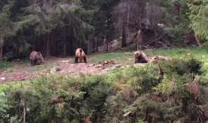 Imagini senzaționale în pădurile din Suceava: 4 urși mâncând împreună la un punct de hrănire amenajat de pădurari (VIDEO)