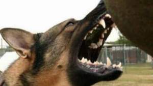 Un câine a mușcat un polițist din Galați după ce a fost asmuțit de stăpân: omul legii a avut nevoie de îngrijiri medicale