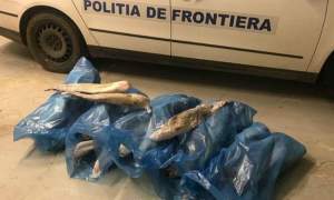 Peste 100 kg de somn confiscate de la doi braconieri din Caraș-Severin