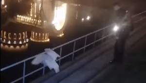 Imagini cu șase jandarmi din Arad care încercau să alunge o lebădă aflată în trafic s-au viralizat (VIDEO)