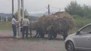 ATENȚIE, IMAGINI EXTREM DE VIOLENTE! Cal legat de stâlp și bătut cu parul de doi bărbați din Bacău (VIDEO)