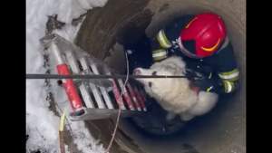 Operațiune de salvare inedită, în Neamț. Un câine a fost scos teafăr, după ce a alunecat pe zăpadă și a căzut într-o fântână (VIDEO)