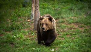 Cioban atacat de urs la o stână din Harghita: a ajuns la spital cu răni la torace și abdomen