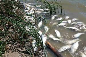 Poluare gravă în județul Bihor. Peste 150 kg de pești morți în urma scugerii dejecțiilor din canalizarea pluvială într-un pârâu
