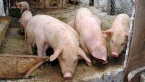 Despăgubiri de aproape 16 milioane de euro acordate de Comisia Europeană pentru pesta porcină din România