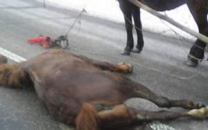 Imagini înfiorătoare în Botoșani: cal bătut cu sălbăticie până e lăsat lat pe stradă
