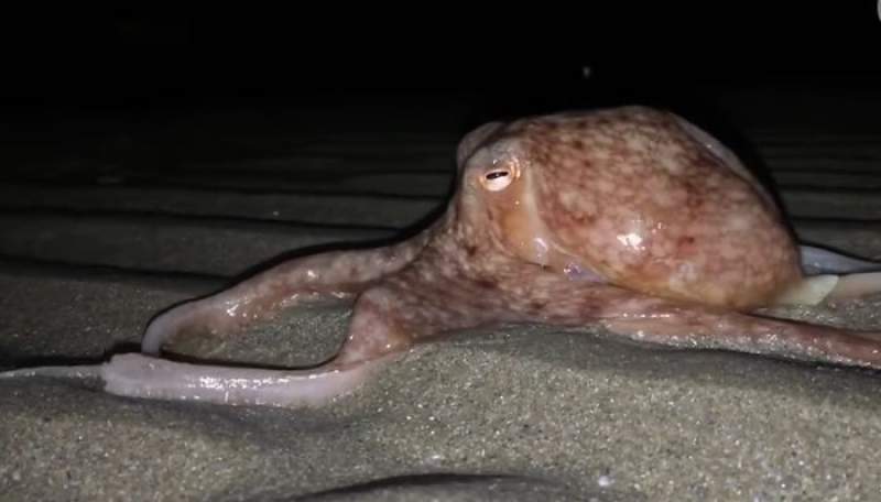 Sinucidere în masă: zeci de caracatițe ies din mare noaptea și se târăsc pe plajă (VIDEO)