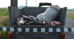 900 kilograme de peşte şi plase de pescuit, confiscate de poliţiştii de frontieră tulceni