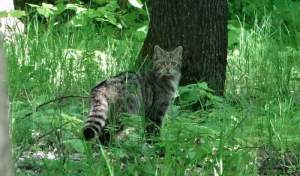 Imagini rare cu o pisică sălbatică, surprinse într-o pădure din Vaslui