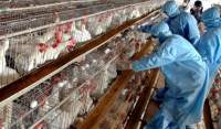 Europa în alertă: gripa aviară se întoarce