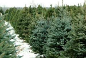 Peste 65.000 de pomi de Crăciun oferiți la vânzare de ROMSILVA. Ce prețuri vor avea