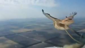 Incident șocant: o pasăre „a explodat” în aer când a fost lovită de un avion. Reacția piloților (VIDEO)
