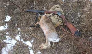 Patru bărbați, prinși în flagrant în timp ce vânau iepuri pe un câmp din Iași: unul dintre braconieri a împușcat 25 de „urecheați”
